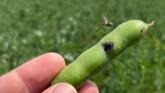 Scouting Sessions: Lygus Bugs in Faba Beans