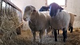 The New Rams Are Here!