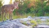 Gray Wolves Recover in Midwest 