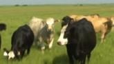 Cow-Calf Corner - Anaplasmosis