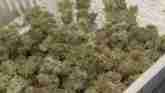 Farm Bill Loophole Seeds Competition Between Hemp and Marijuana
