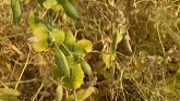 Scouting Sessions: Timing Desiccation and Preharvest Applications in Yellow Peas