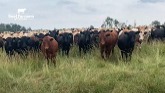 Rural Ramble: Checking Cattle on Pasture with Mike Swidersky