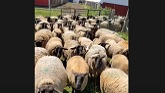 Sheep Farming: Sheep Walk to Check Crops