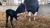 5 Pros and 5 Cons To Leaving Dairy Calves With Their Moms