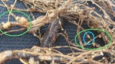 Scouting Sessions: Soybean Cyst Nematode