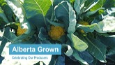 Alberta Grown: Celebrating our Producers