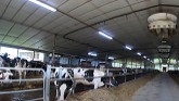 Touring Spruce Lane Dairy Farms