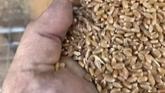Northern Alberta wheat harvest 2021
