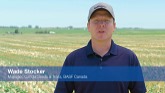 BASF InVigor 2021 - Clubroot From the Field