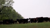 Rural Ramble: Moving Cattle with a Tu...