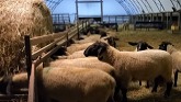 Sheep Farming: Feeding Hay At Night