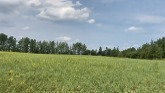 Crop update, Northern Alberta. Barley, oats, wheat, canola and PEAOLA