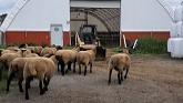 Sheep Farming: New Rams in Breeding G...