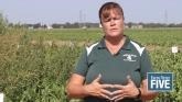 Waterhemp a Menace to Dry Beans and Sugar Beets