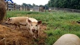 The most important pig in America, Idaho Pasture Pigs