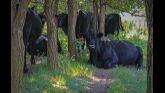 Ted Bouvier- Livestock Integration