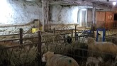 Sheep Farming: Fall Lambing Begins