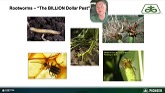 Western Corn Rootworm Management: A S...