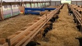 Sheep Farming: Separating Rams