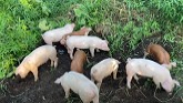 Training New Pigs to Our Electric Fen...