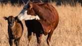 Cow-Calf Corner - Evaluating Management Practices 