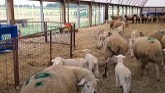 Sheep Farming: 1st Group of Dorset Lambs Move Homes