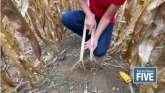 Tar Spot’s Impact on Corn Yields Coul...