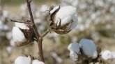 Shipping Issues Continue for Cotton
