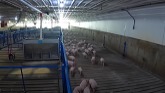 Getting New Baby Pigs Before Harvest