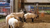 Sheep Farming: Last of the sheep shorn finally!