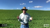 Assessing the Value of Your Alfalfa Seed Purchase