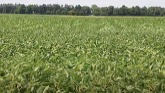 Vayantis IV is a new soybean seed treatment from Syngenta.