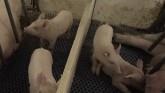 The MPPA Prepares for African Swine F...