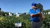 Soybean plant growth trials and tribulations