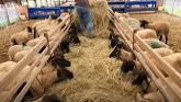 Sheep Farming: Morning Chores