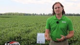 ILeVo seed treatment from BASF helps protect soybean crops from SDS and SCN.