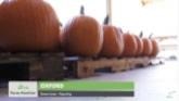 Pumpkins Used for More Than Fall Decorations