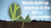 Express® Brand Herbicides - Fall Weed...