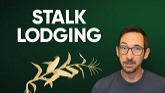 Find Out More About Stalk Lodging