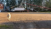Drying grain and combining oats