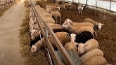 Sorting Our May Born Lambs
