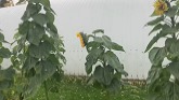 Frost, sunflowers and we are almost d...