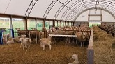 Sheep Farming: Feeding Lambs & Ewes