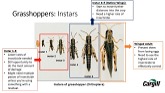 Cargill Field Huddle Insect Update Grasshoppers and Wheat Midge