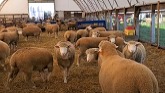 Sheep Farming: A Look At Our Polled D...