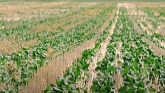 BASF InVigor 2021 - Pod Shatter Reduction From the Field - Eastern Canada