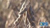 611 Million Bushel Record Breaking Soybean Harvest