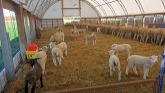 Sheep Farming At Ewetopia Farms: Getting Tarp Barns Ready For Winter