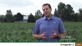 Learn the value of Vayantis IV seed ...